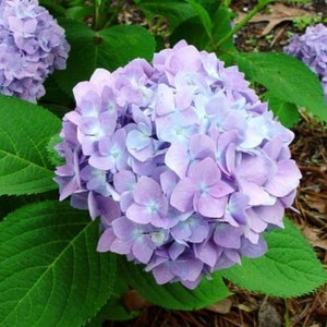 Penny Mac Hydrangea Quart Size Rebloomer