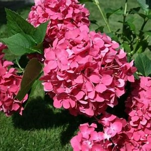 May include: A close-up of a pink hydrangea bush in bloom. The flowers are clustered together in large, round shapes.