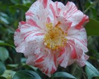 Rebel Yell Camellia Japonica Quart