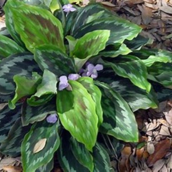 Peacock Ginger - A Great Groundcover for Shade