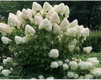 Phantom Paniculata Hydrangea Quart Size