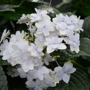 Puede incluir: Primer plano de un grupo de flores de hortensia blancas con un toque de azul pálido. Los delicados pétalos están rodeados de hojas grandes y verdes oscuras. La imagen muestra la belleza natural de la planta floreciente.