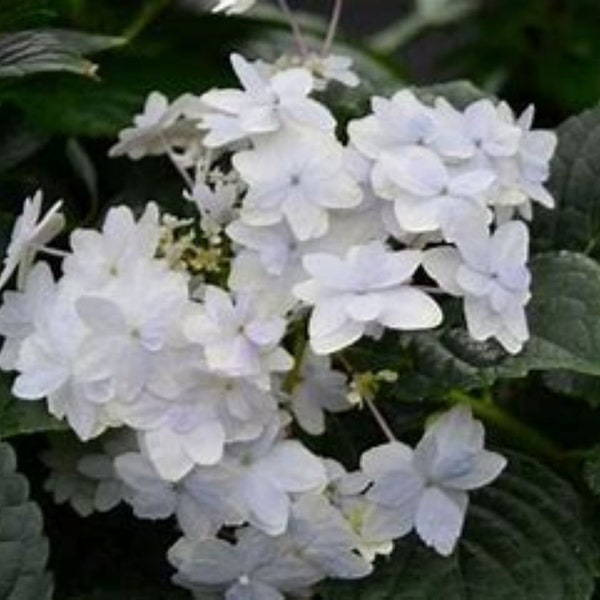 Fuji Waterfall Hydrangea Quart - Very Unusual