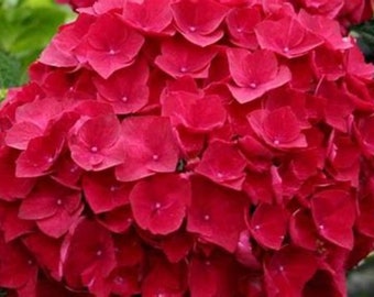 Cardinal Hydrangea Quart