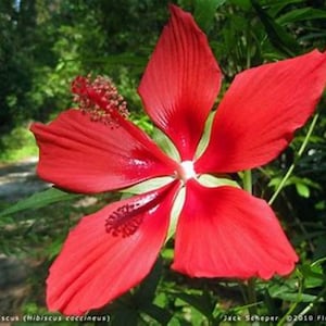 Texas Star Hibiscus, Hibiscus Coccineus - Quart Size