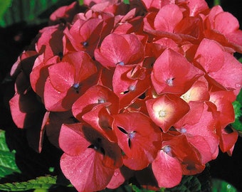 Masja Hydrangea Quart - A Compact Little Beauty