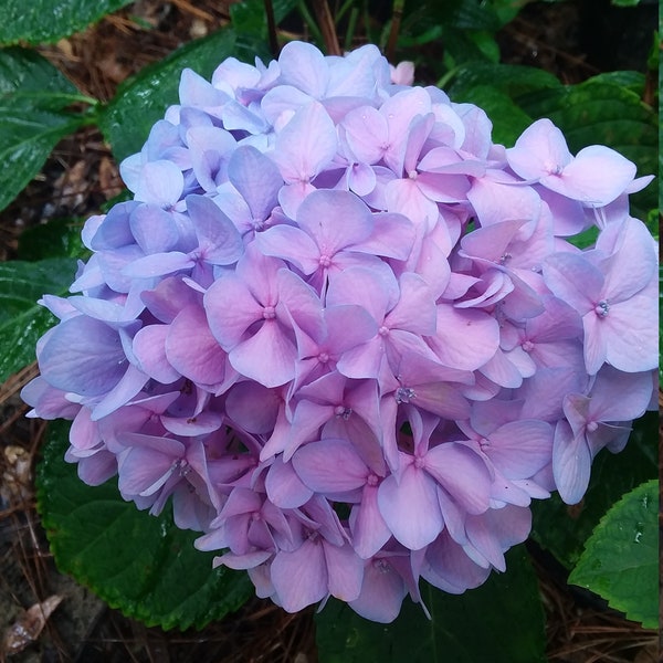 All Summer Beauty Hydrangea Quart -Repeat Bloomer