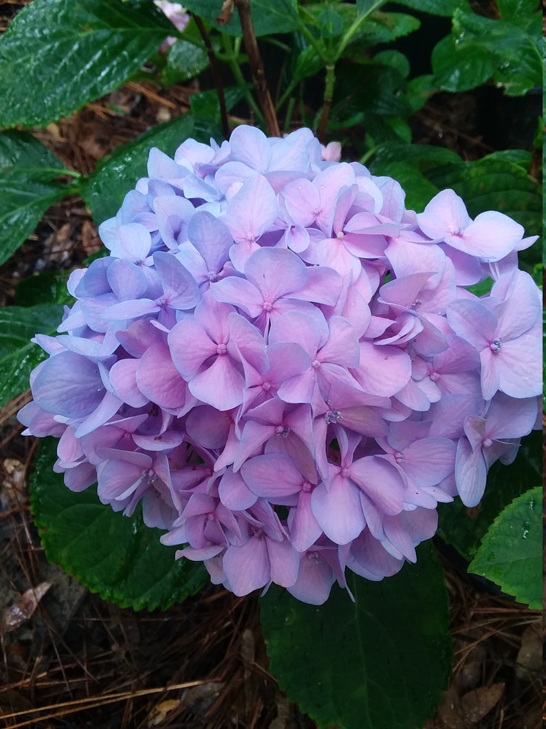 All Summer Beauty Hydrangea Quart Repeat Bloomer image 1