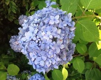 Dooley Hydrangea Quart Size Rebloomer