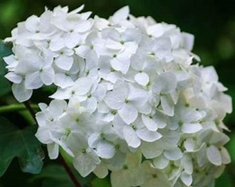 Madame Emile Mouillere Hydrangea Quart - Repeat Bloomer