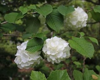 Viburnum "Popcorn" Quart - Beautiful Spring Bloomer