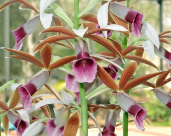 Chinese Nun Orchid Phaius tancarvilleae Quart