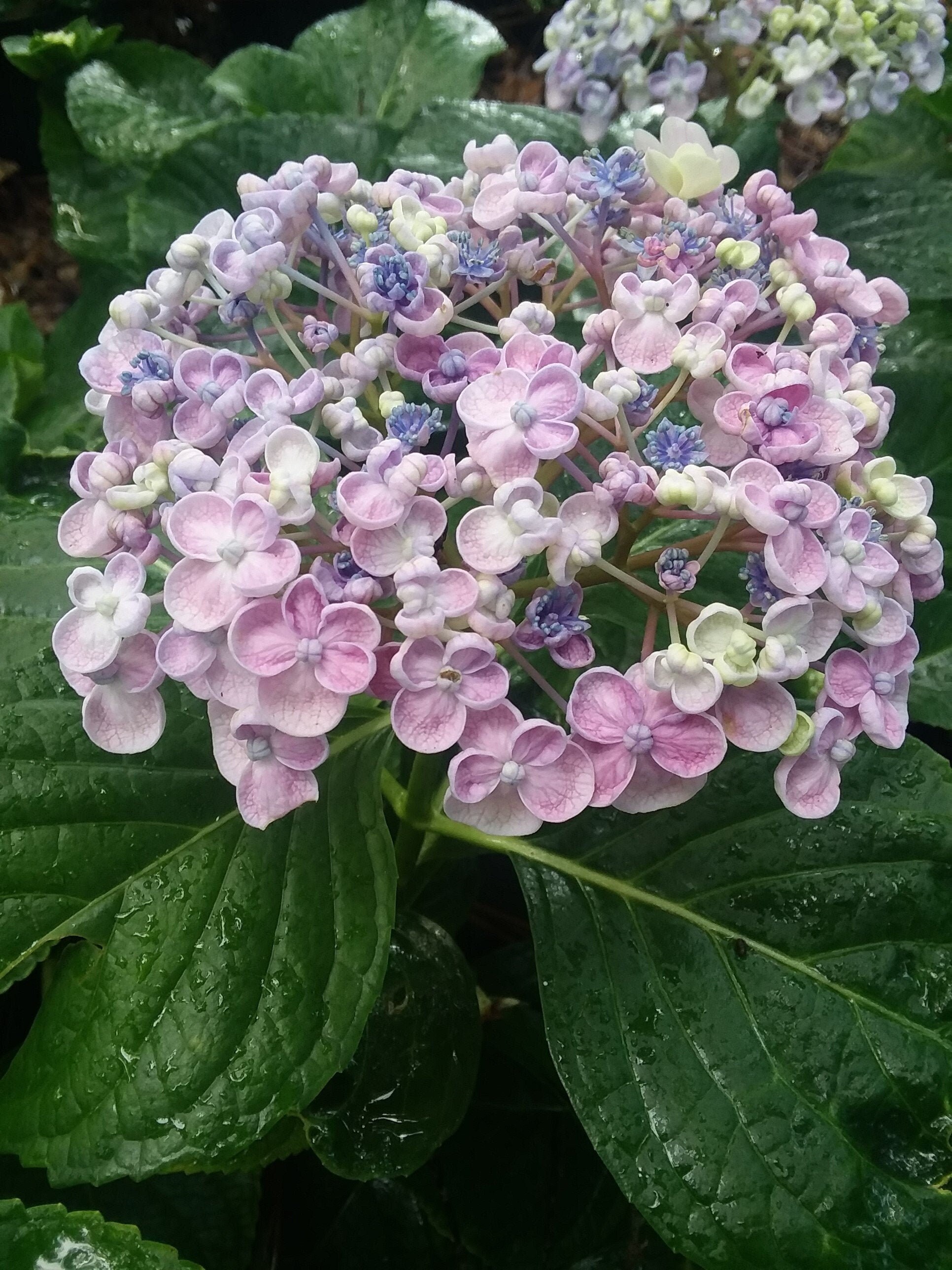 Image of Hortensia Ayesha figure
