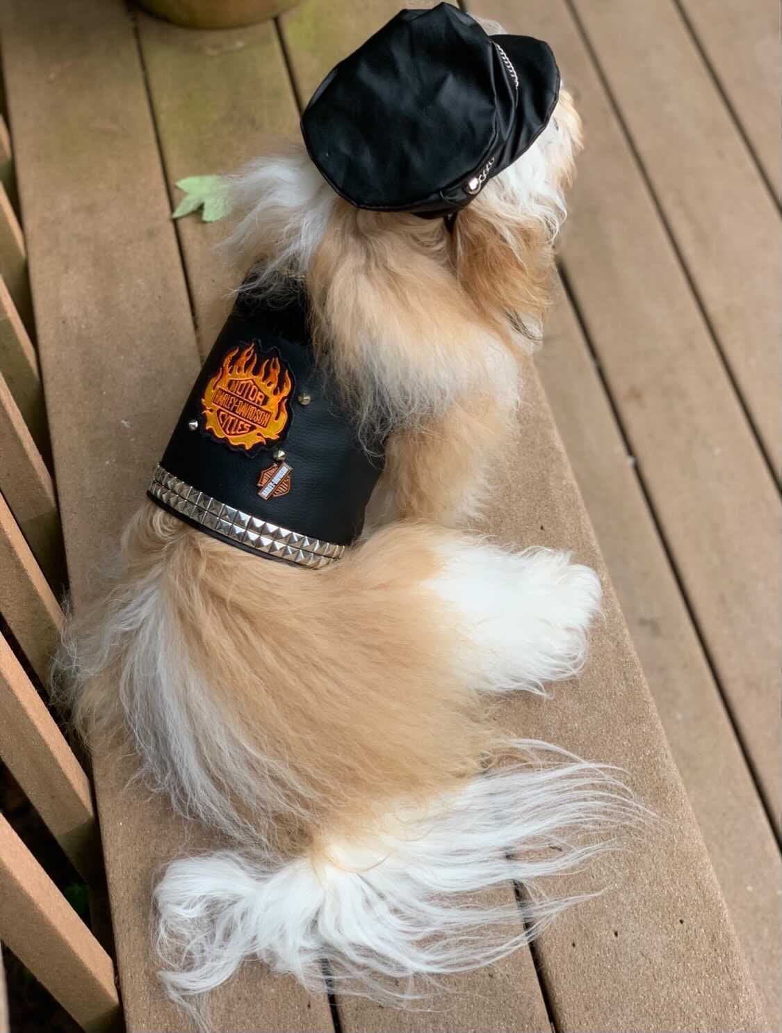 Biker Vest for Dogs Etsy