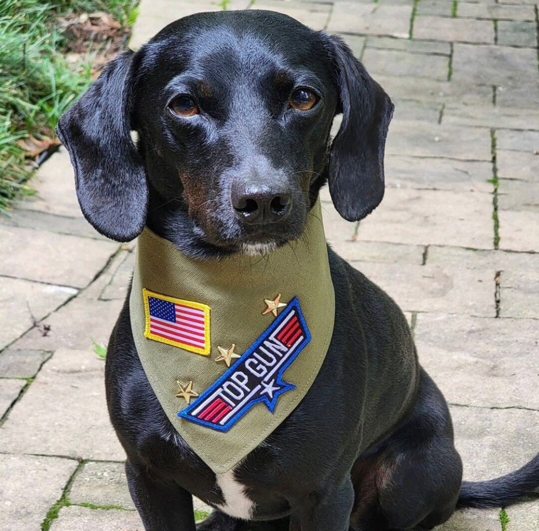 Top gun sale dog collar