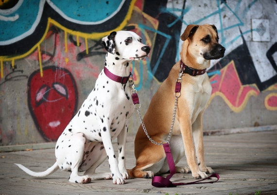 leash to walk 2 dogs