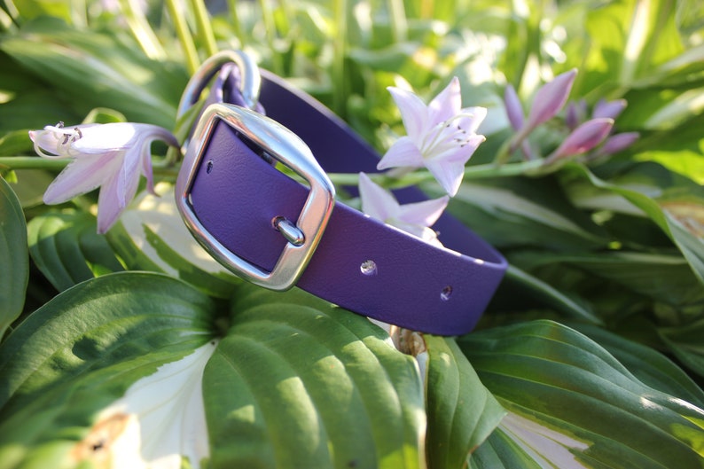 25mm Collier 1 imperm\u00e9able en Biothane pour chien 100/% vegan Vegan Biothane Dog Collar waterproof stink proof sans odeur