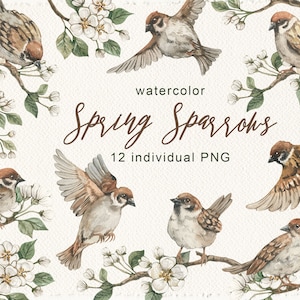 Watercolor Spring Sparrows Blossoming apple tree Illustration Card Making Craft Book Cover Artwork Digital Download Digital Paper PNG