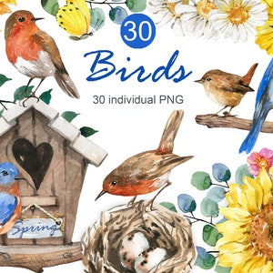 Aquarelle Oiseaux Clipart Tournesols Clipart Marguerites Clipart Floral Robin Printemps Été Mariage Pâques Baby Shower Fête des Mères numérique png