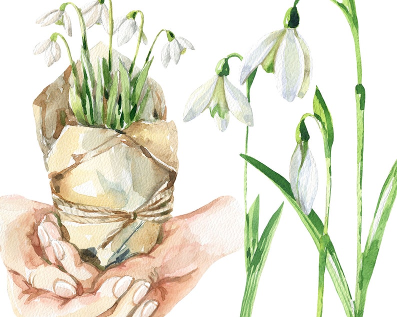 Watercolor Clipart Spring Watercolor Clipart Easter Snowdrop - Etsy