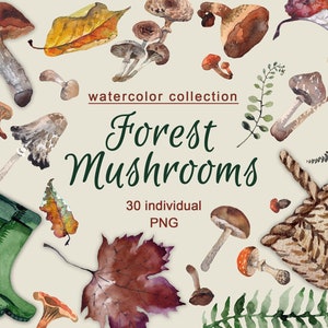 Aquarel Herfst Paddenstoelen clipart Herfsttijd bos bosbladeren varen mand paddenstoelen Digitale elementen Herfst Decor PNG
