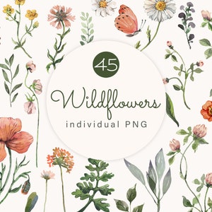 Acquerello Fiori selvatici Clipart Botanico Floreale Set Margherita Fiore Primavera Wildflower Rustico Matrimonio Festa della Mamma Baby Shower Decor png
