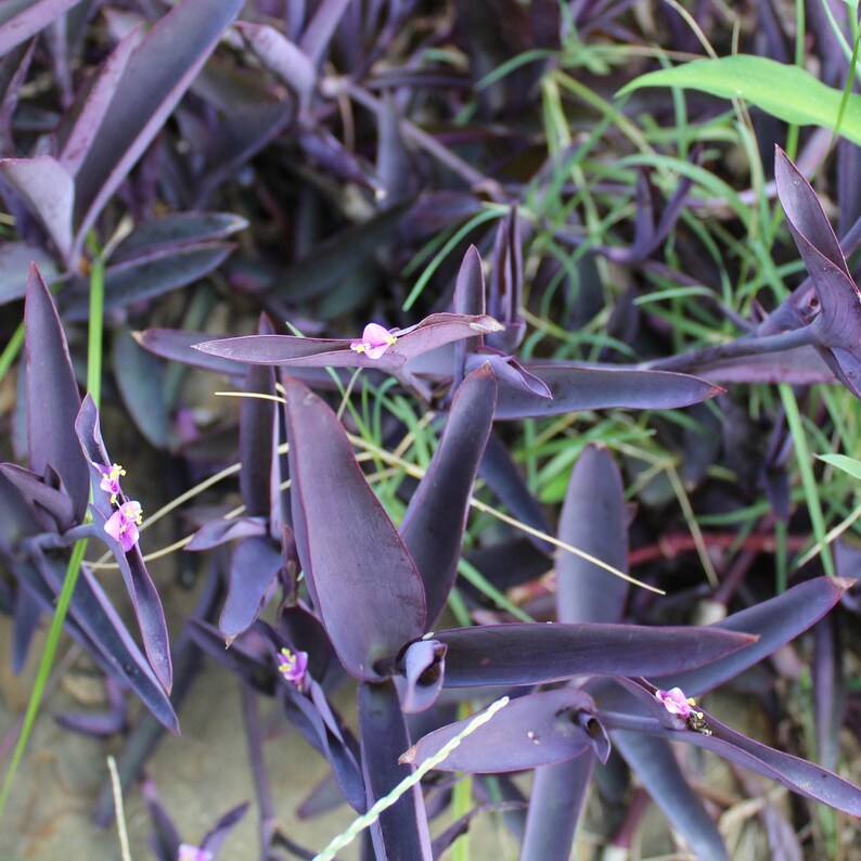 Purple Heart Plant/ Healthy Cuttings Tradescantia Pallida