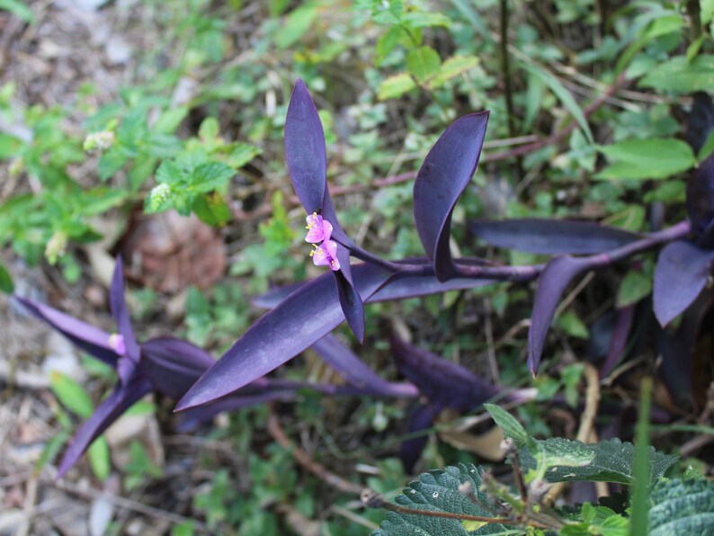 Purple Heart Plant/ Healthy Cuttings Tradescantia Pallida