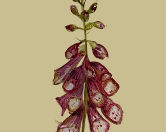 A4 Wallpaper Sample Spring Foxglove