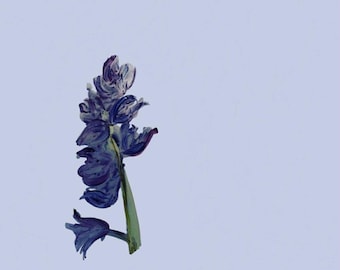 A4 Wallpaper Sample Bluebell
