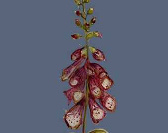 A4 Wallpaper Sample Winter Foxglove