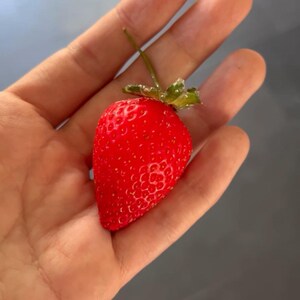 May include: A single, ripe red strawberry with green leaves and a stem, held in a person's hand.