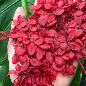 Preserved Dried Red Color Hydrangea Stabilized  Hydrangea Flower Dried Flowers for Wax Seal Essential Wedding Home Decor Resin Art