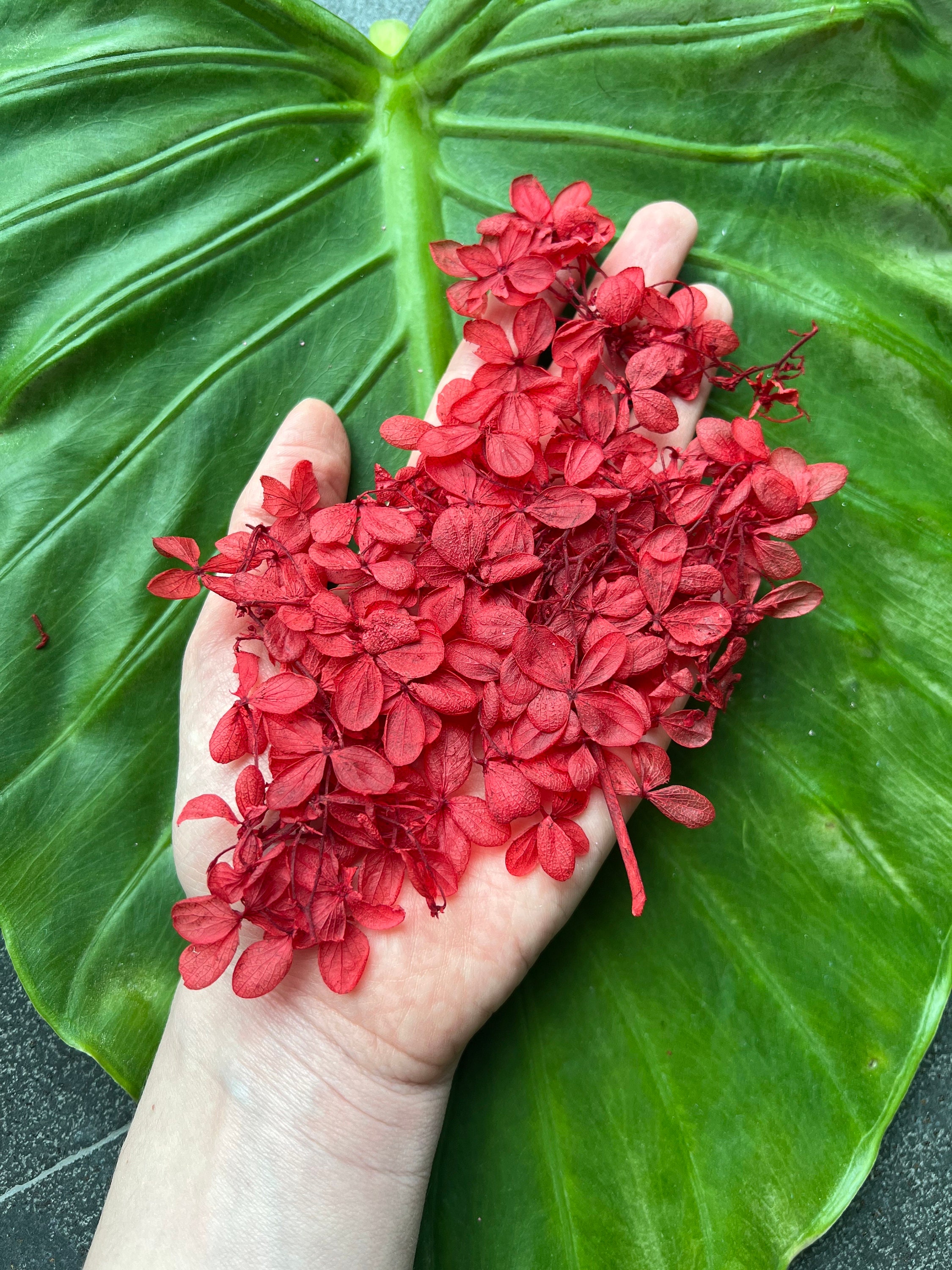 Flores de hortensia roja preservadas: flores secas y estabilizadas para  arte con resina - Etsy México, image size:2250x3000