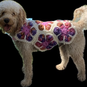 May include: A dog wearing a cream-coloured crochet dog sweater. The sweater has large, colourful flower patterns in shades of pink, purple, and brown. The dog is standing with its tongue out, and the background is black.