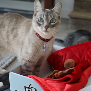 Gift Box for Cats from BoxCat | Cat Toys, Handmade Cat Treats and Cat Beds | Cat Birthday Gift
