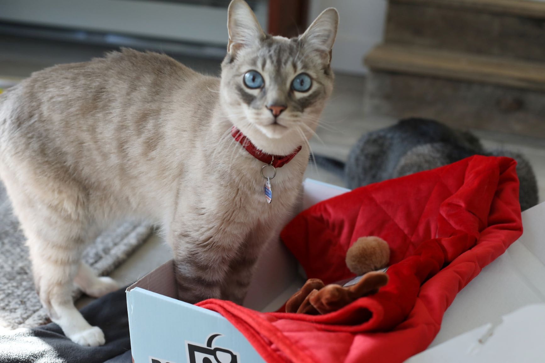 caja para jugar gatos