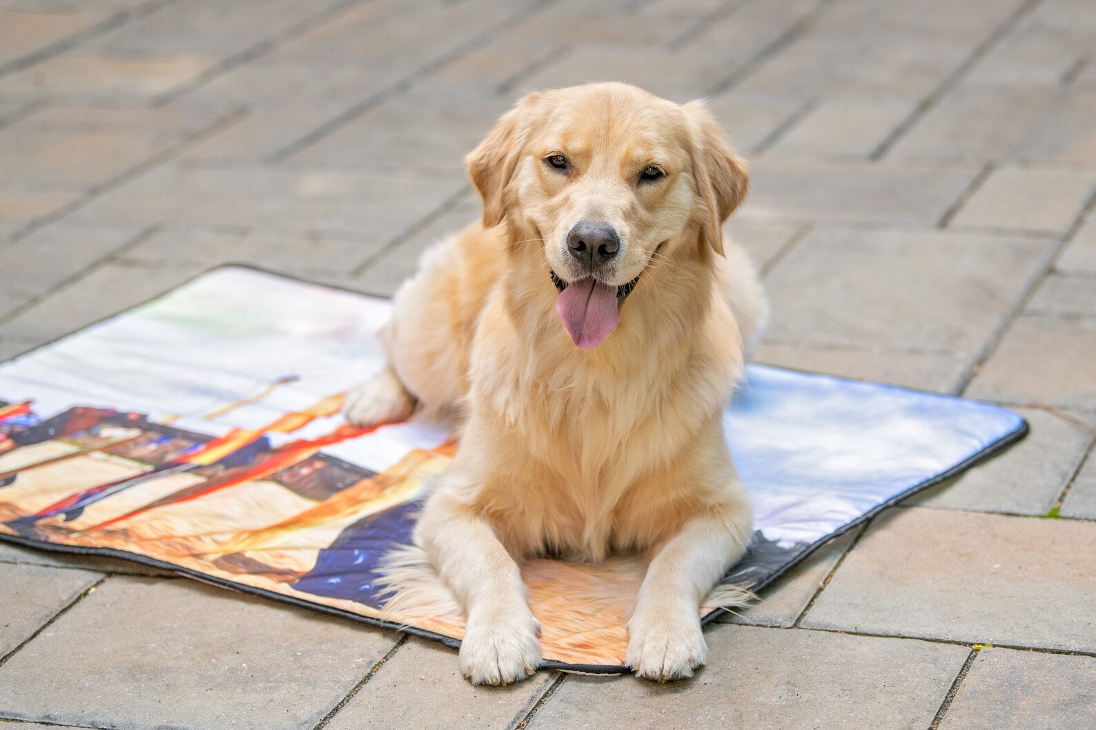 Indoor/Outdoor Cool Dog Mat Etsy