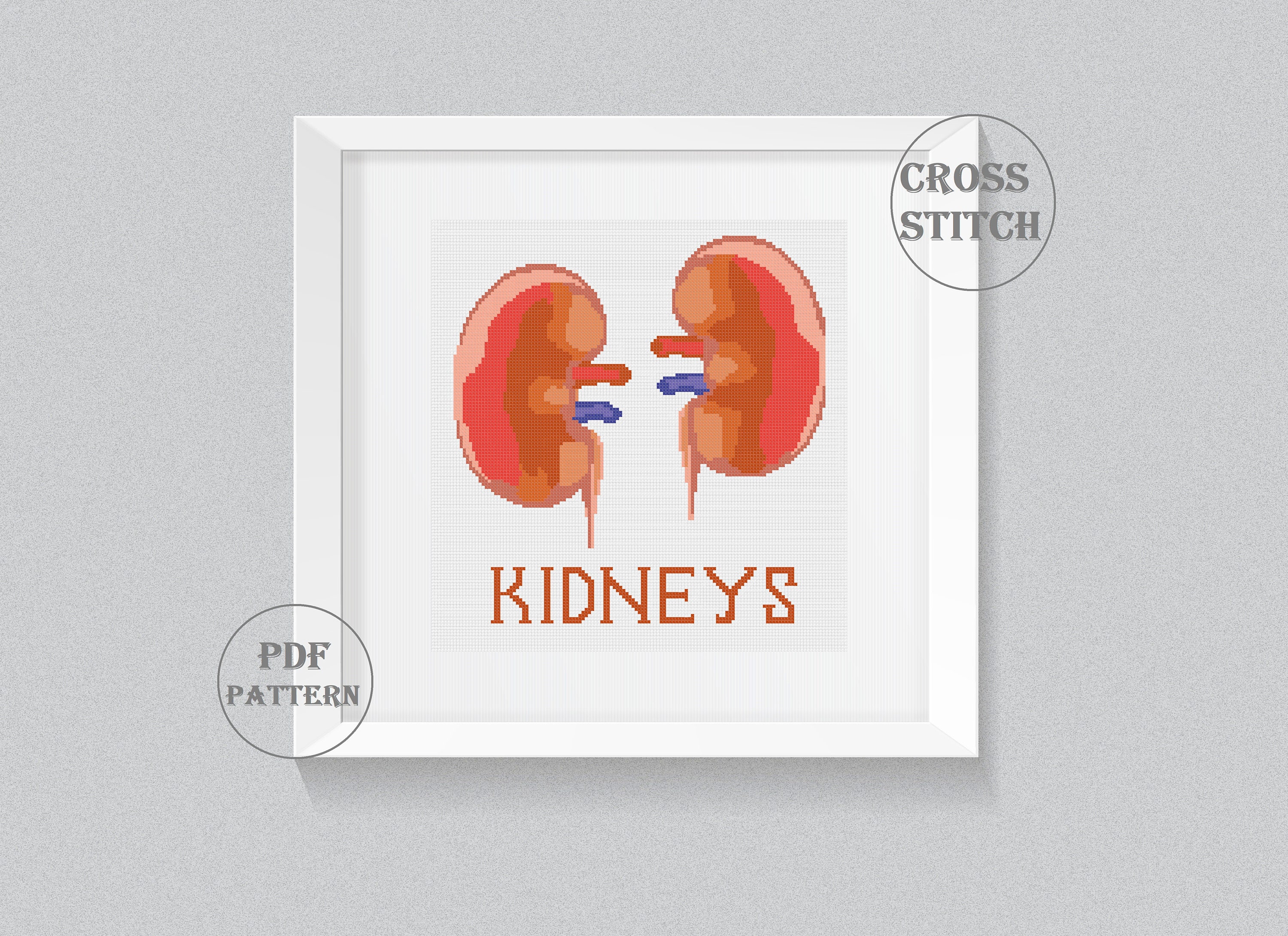 Anatomy Kidneys Cross Stitch Pattern PDF Anatomy Embroidery Etsy