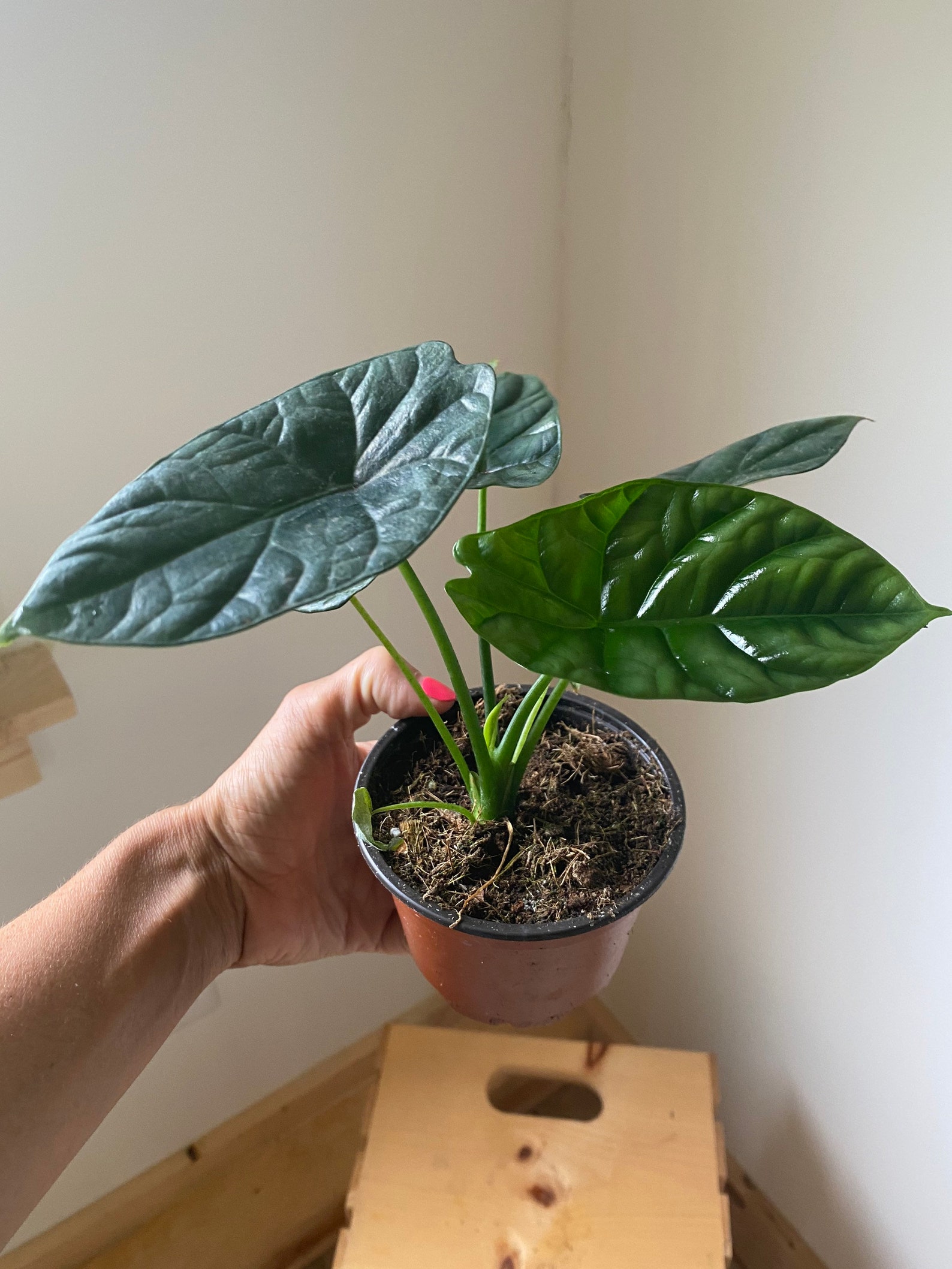 Alocasia Mirror Face Rare House Plant Plant Shelf Decor Etsy