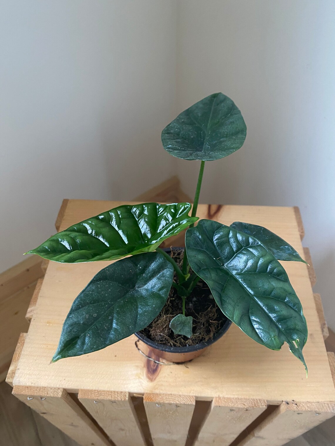 Alocasia Mirror Face Rare House Plant Plant Shelf Decor Etsy