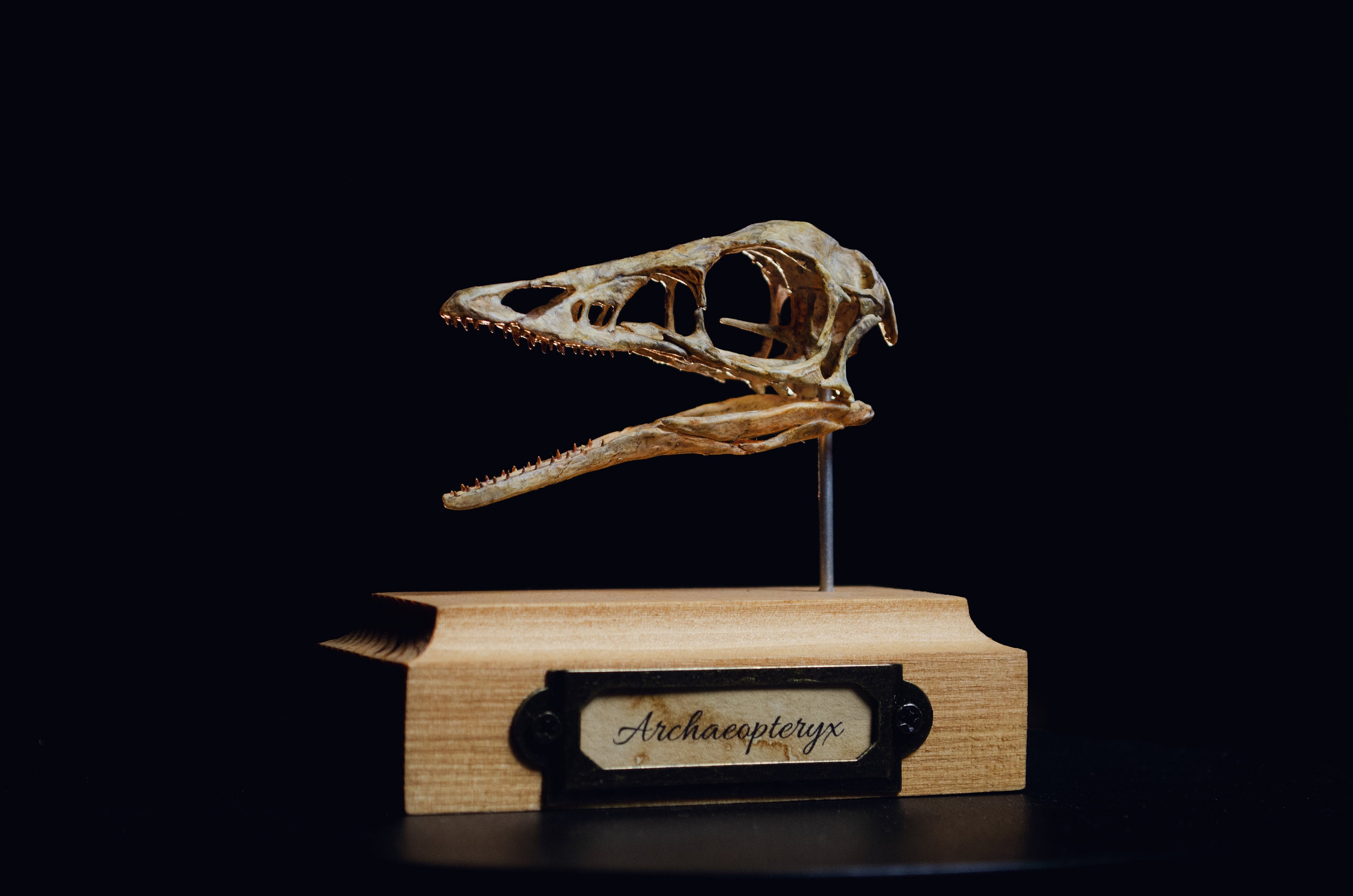 Replica Deinonychus Skull — Skulls Unlimited International, Inc.