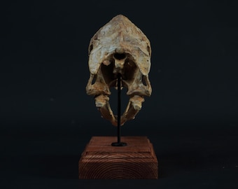 オヴィラプトル（キチパティ）の頭蓋骨 - Etsy 日本