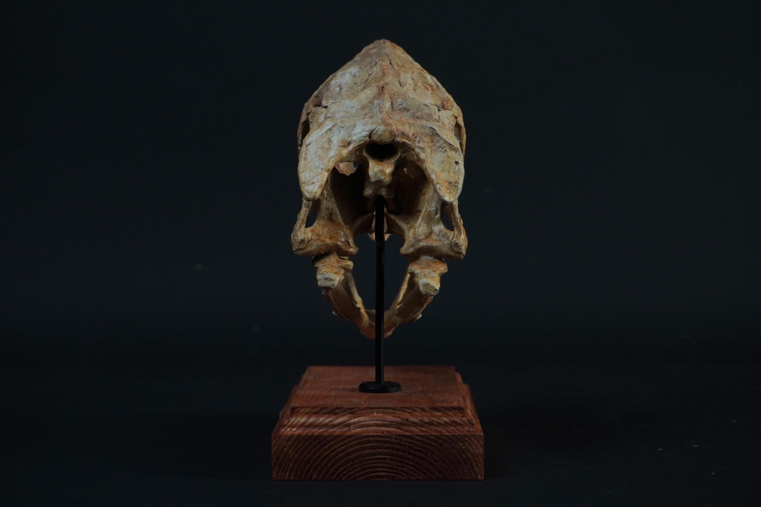 Oviraptor (citipati) Skull - Etsy