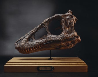 Cranio giovanile di T.rex