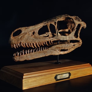 Op de afbeelding: Een bruine replica van een dinosaurus schedel op een houten voet met een label met de tekst "Velociraptor".