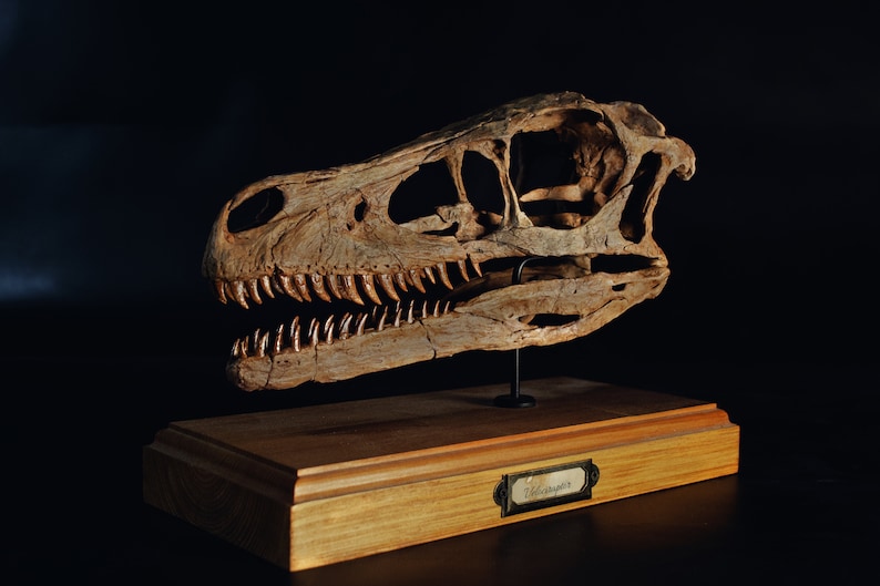 Op de afbeelding: Een bruine replica van een dinosaurus schedel op een houten voet met een label met de tekst "Velociraptor".