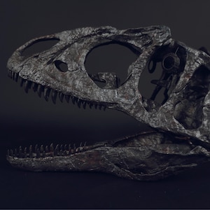 Op de afbeelding: Een donkergrijze, getextureerde replica van een dinosaurusschedel met een open kaak en zichtbare scherpe tanden. De schedel heeft grote, holle oogkassen en neusholtes, wat een verweerd, gefossiliseerd uiterlijk geeft met gedetailleerde botstructuren.