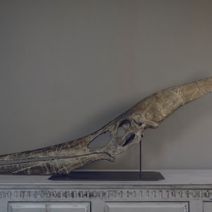 Pteranodon Skull (3D files)