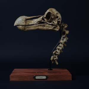 Könnte beinhalten: Eine skelettartige Nachbildung eines Dodo, montiert auf einem Holzsockel mit einem schwarzen Metallständer. Der Schädel und die Wirbelsäule sind sichtbar, der Kopf des Vogels ist zur Seite geneigt. Der Sockel hat eine kleine Plakette mit der Aufschrift "Dodo".